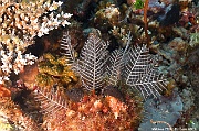 Macrorhynchia sp hydr-Maldives Villamendhoo-14m-20240424-da-DSC_6740_tn